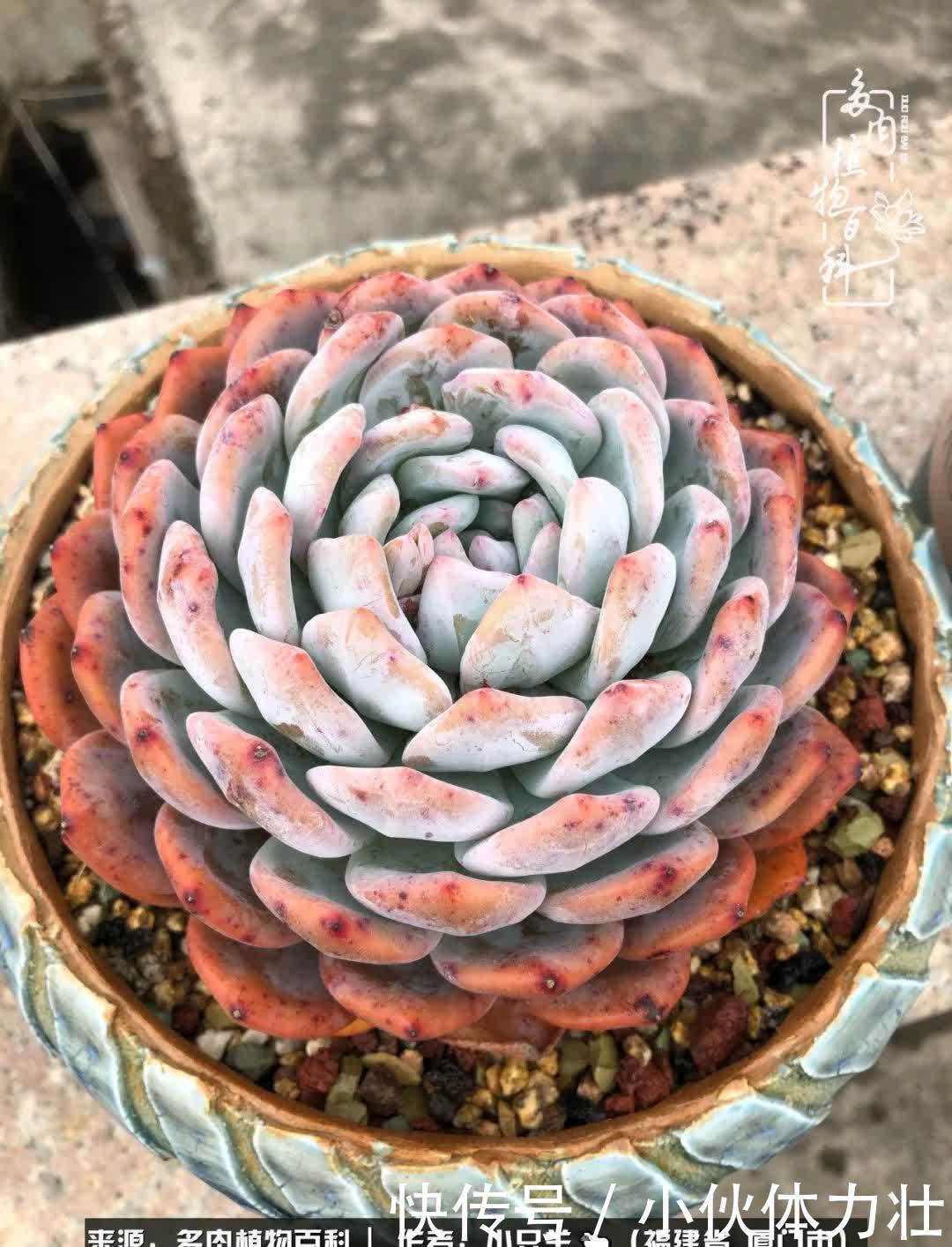 多肉,似星辰大海般的璀璨!