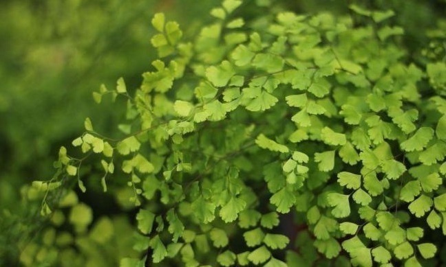 浇水|此植物,不用常浇水且适应力超强,真是种花手残党的福利啊