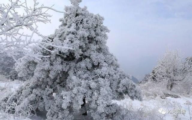 雪后王莽岭，美得不要不要的！