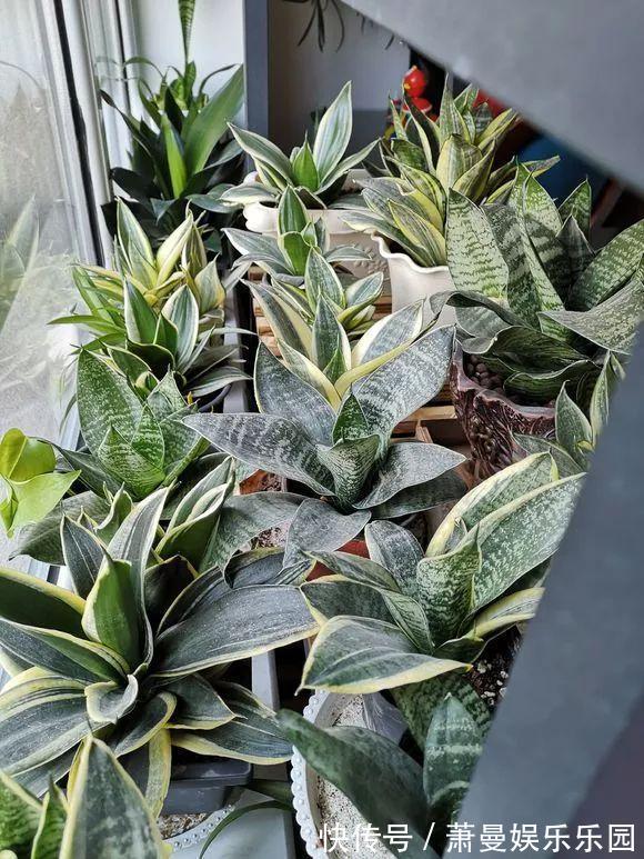 浇水|8种“漂亮花”,冬天要“虐着养”,越虐越健康,不然很难过冬