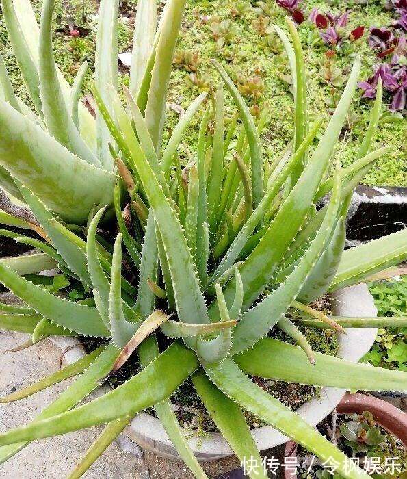 老中医最爱的8种花，一盆堪比小药箱，摘片叶子就能泡水喝！