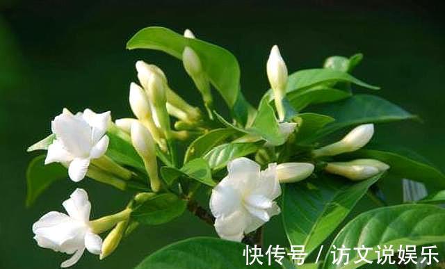 叶片|养茉莉“小窍门”,秒变开花机器,四季开花不断,次次开花都爆盆