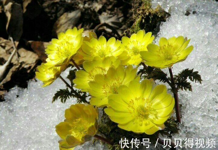 老祖宗说霜降家中摆上这3种“吉祥花”，佑家红红火火，吉祥如意