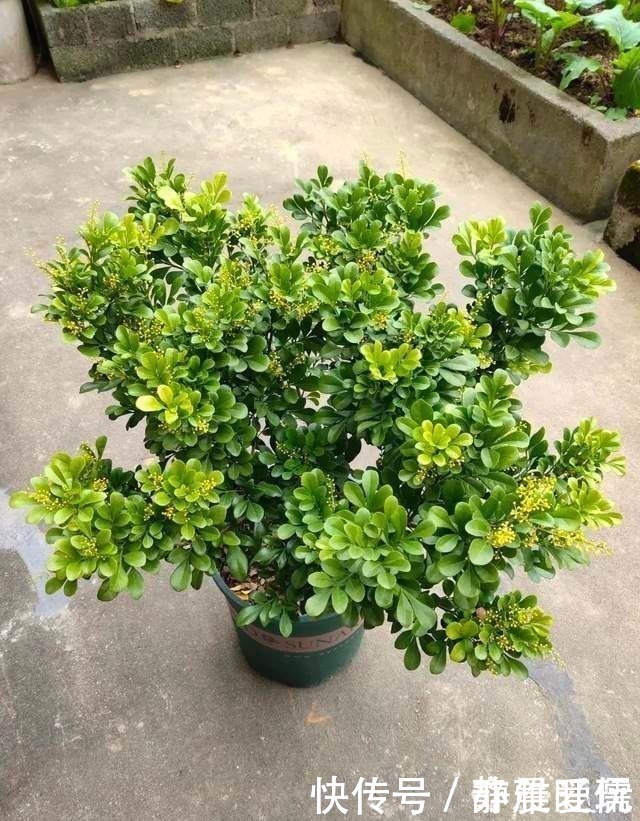 如何给屋里“添香”,3种植物随便选一种就可以,出门身上带香气