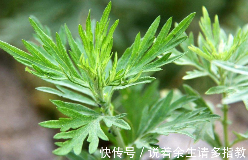 香气|这野草农村几乎随处见，它天生带一股“香气”，能吃还是天然药材