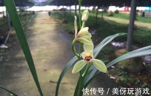 兰花瓣型详细解说，快来瞧瞧您养的兰花是什么瓣型吧