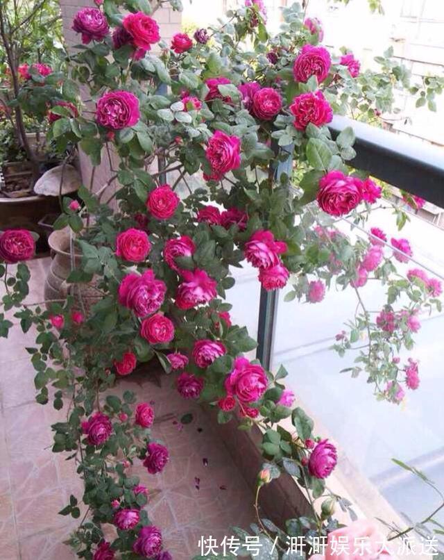 月季出现僵苗怎么办3个简单小方法,新芽花苞蹭蹭冒,开花99朵