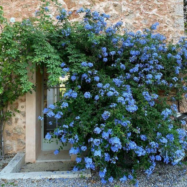 无情的开花机器——蓝雪花