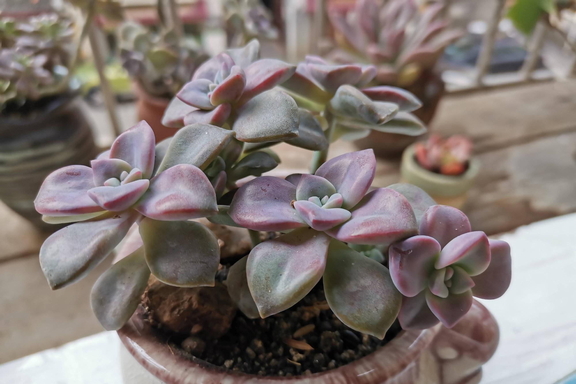 3种多肉，天冷也能生长，颜色状态美美哒，适合懒人养