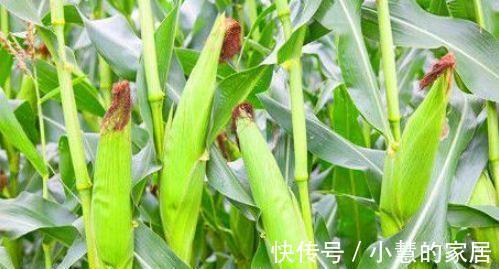 冬病夏治|想养生先排毒，常吃3种食物，清肠排毒、润肠通便，抗衰老气色好