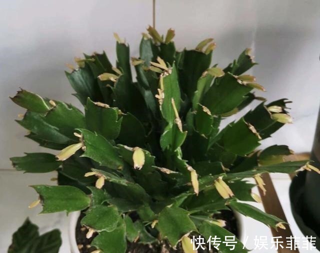 长寿花|悄悄告诉你,此5种花,掐个叶就生根,懒人都能养开花!