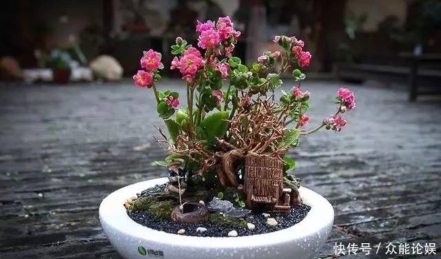 也许你不需要一个庭院就能有一个园林