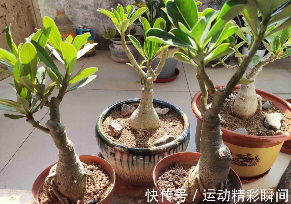 天冷需要多晒的“8种花”,有些还要“断粮少水”,不然熬不过冬