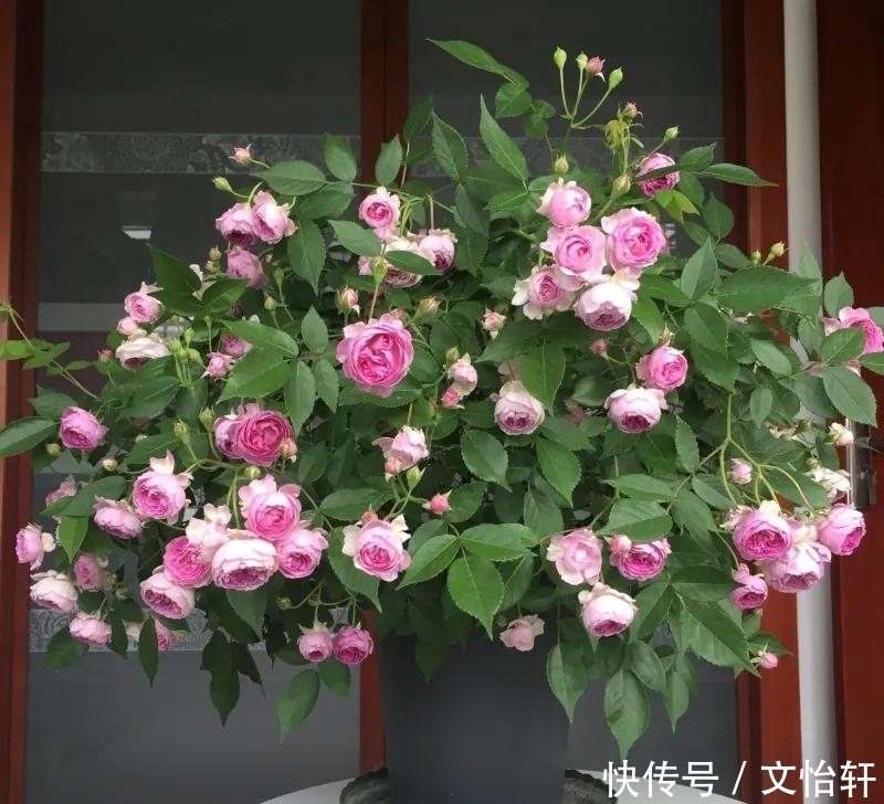 品种|100个月季品种,千姿百态,每个都很漂亮,图名并茂,值得收藏