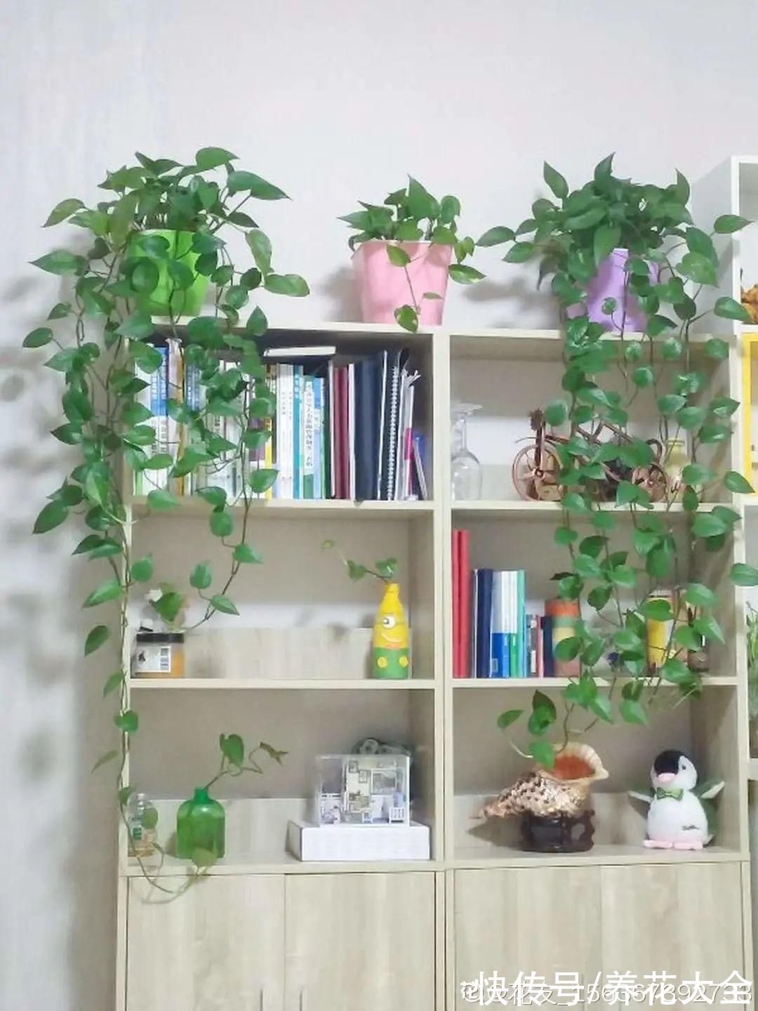 10种“怕晒花”,越晒死越快,半阴地儿反倒长得旺