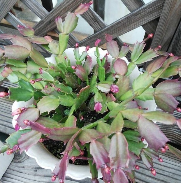 花友们这10种漂亮的花，很快就发芽长根、爆盆开花又招财气！