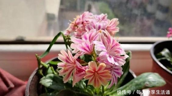 养多肉当选露薇花,好看好养爱开花,带回家盆栽记住7点就够了!