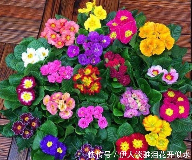 春花性|“3种花”养家里,开花惊艳,福气满满,吉祥富贵,财运来!