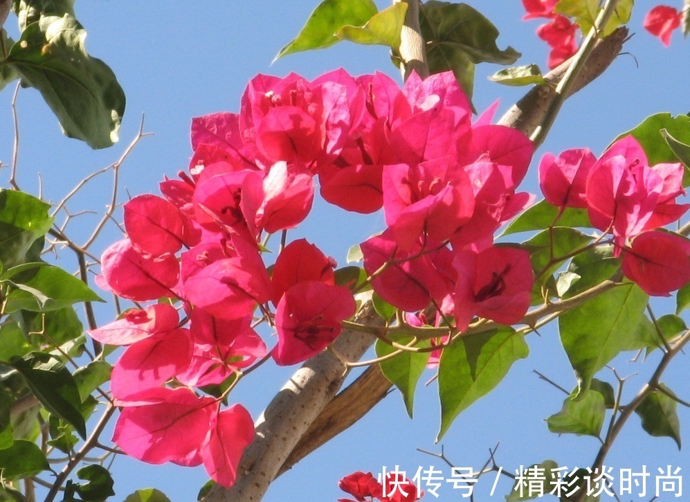 叶子|此花所开出来的花朵和叶子很像,就像是五颜六色的叶子一样