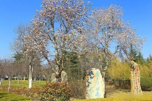 梅花|临沂：百花争艳春满园