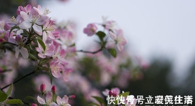 海棠依旧#宋人笔下的风如何?这2首宋词告诉你,忍不住不看的美!