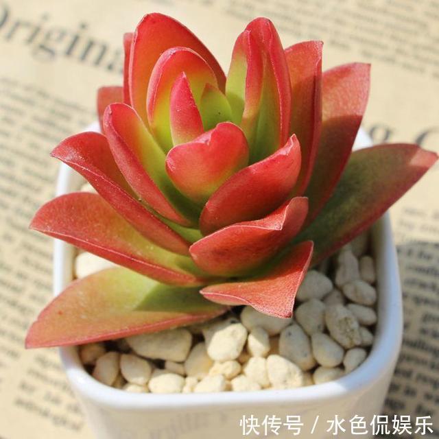 多肉|秋天怎能不养多肉这4种多肉会“变色”,给点阳光就有惊喜