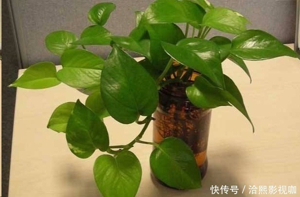 几种花最适合懒人养,勤快人养不过三个月就死!