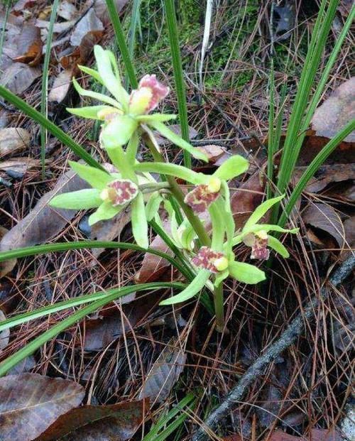 国宝|如果下乡遇到这种野草,那你就赚大了,它是国宝一棵好几万