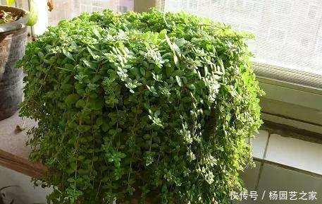 养这花不用太讲究,浇点水扔阳台,整个夏天都爆盆