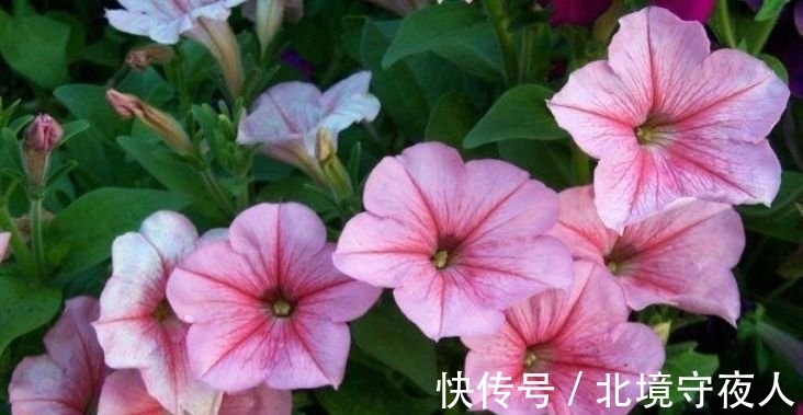 生命力|家养此款花卉，花大色艳胜玫瑰，四季有花开，花香四溢飘满屋，美