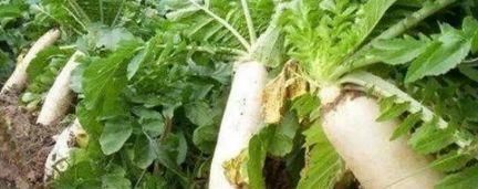 女性步入中年，平時多吃以下食物，滋補身體，養血駐顏