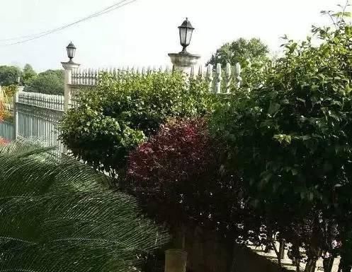 罗马柱|去男友乡下老家,他说的茅草房原来是别墅,感觉自己赚翻了