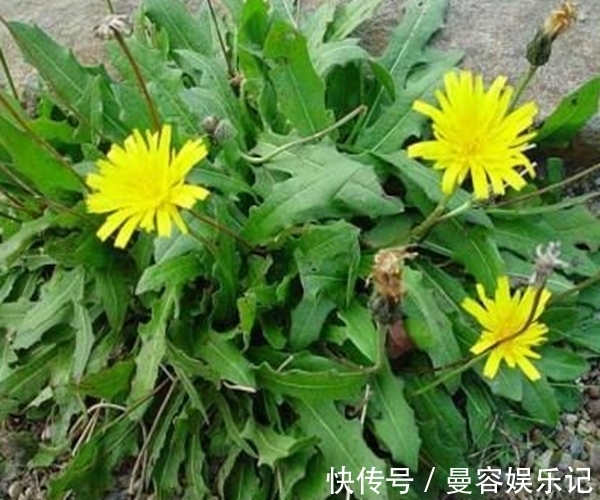 乳房肿|蒲公英号称“排毒草”,不仅排肝解毒,还有3个好处很多人不知!