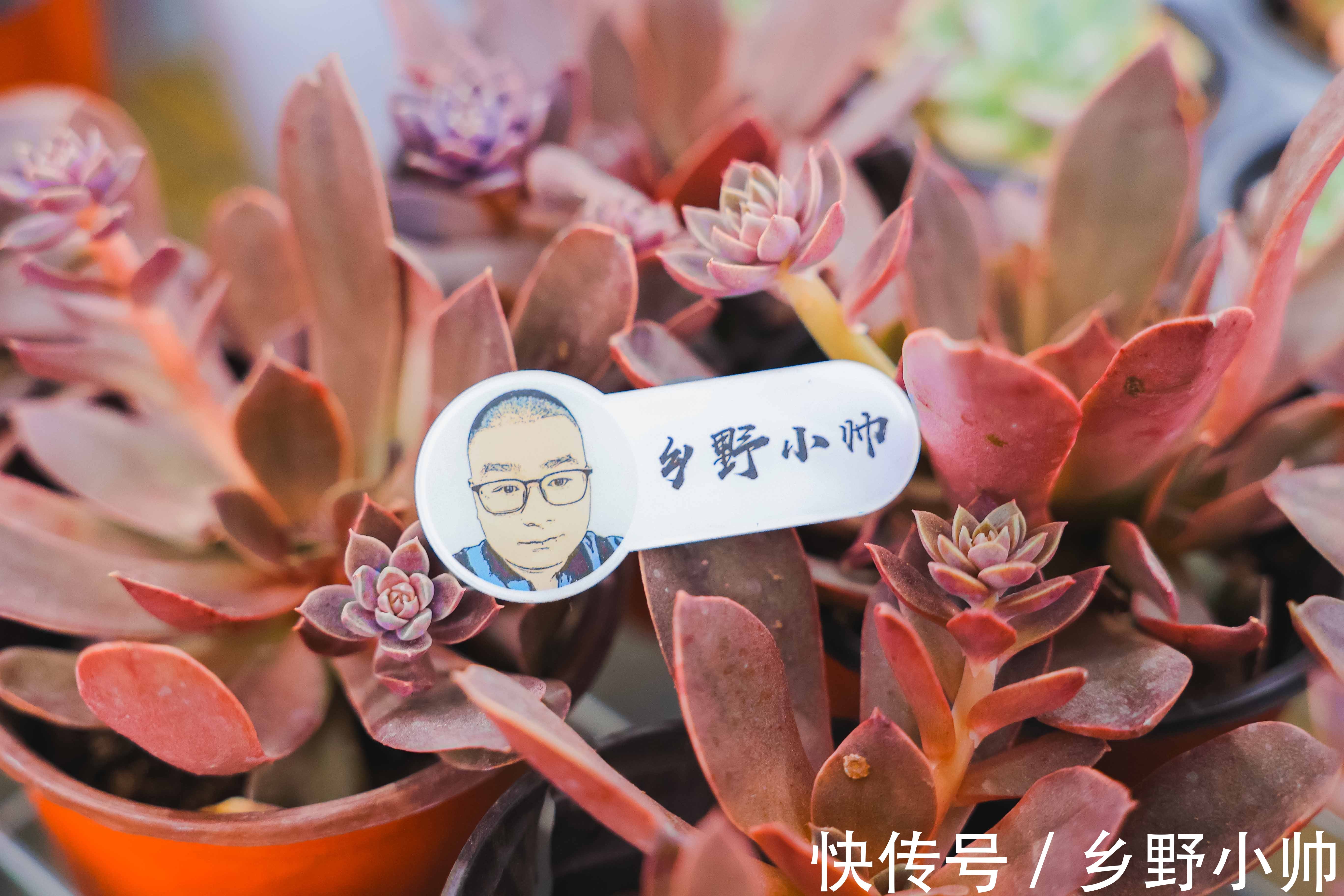 新手|让新手头疼的2种多肉常见问题终于解决了，快来听听小帅怎么说