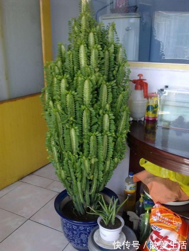 龙骨|2个“大窍门”，扦插龙骨棒，3年窜屋顶，九柱龙镇宅又强壮