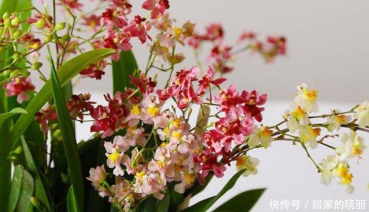 几款花卉养在家里,花开媲美玫瑰,花朵姿态万千,美极了