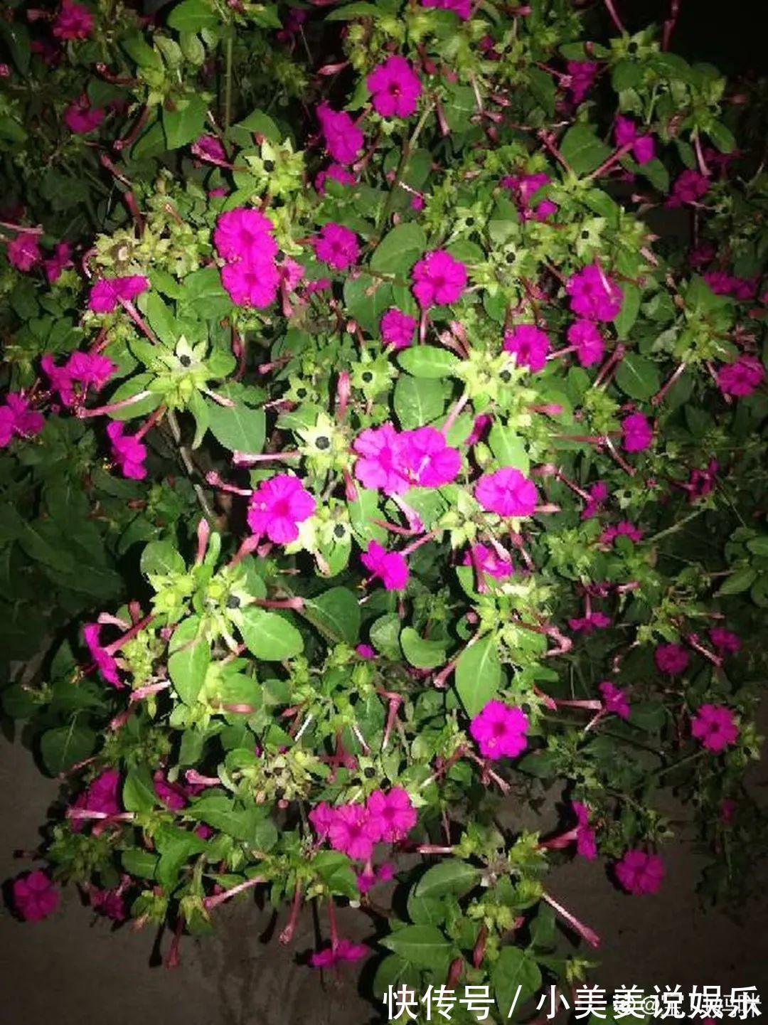 长春花|7种花最干净,门口、窗台放一盆,蚊虫不敢靠近!