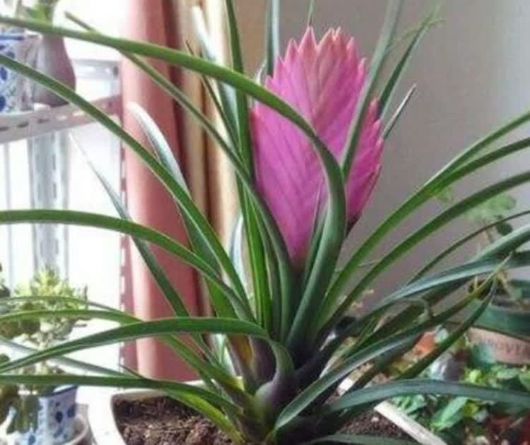 4种花好养又漂亮,养上一盆,高端大气上档次,花朵烂漫迷人