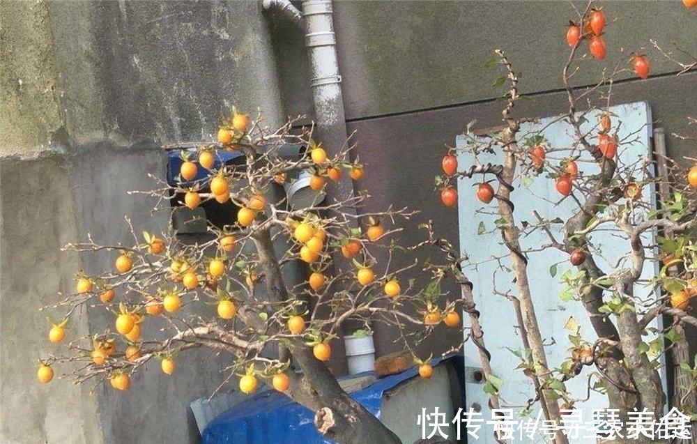 弹子|常被误以为是柿子,果实挂满树没人吃,树桩却被大量滥挖