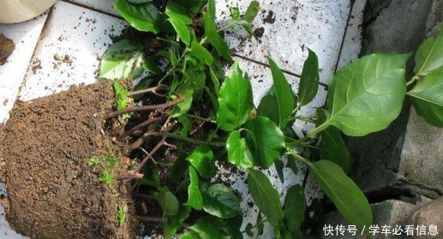 根系|给三角梅换盆,3件事情不能做,否则一年不开花,甚至会烂根!