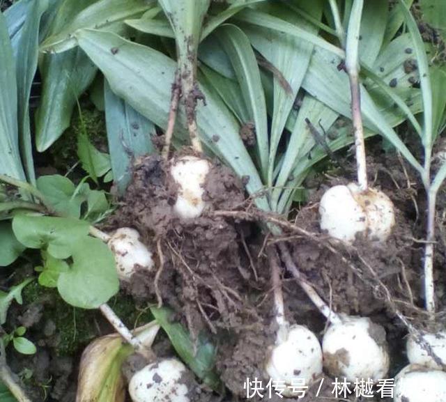 珍惜|在山谷，看到1种“杂草”请珍惜，它价值高，“1千元”1斤，珍贵