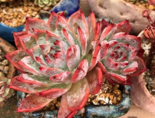 办公室养多肉，盆栽这5款，不怕采光差、难看、一盆不剩！