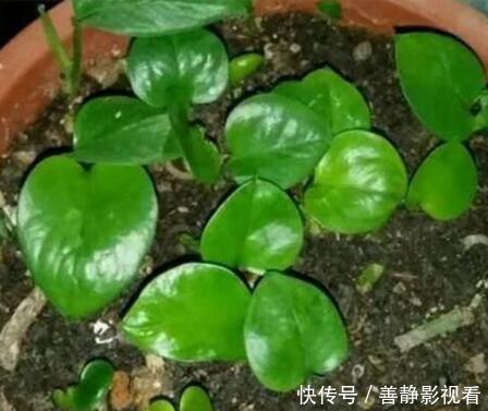 绿萝“黄叶”以后,浇点“这种水”,30天长爆盆,叶子巴掌大