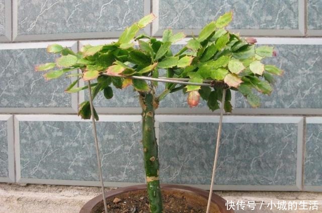 蟹爪兰嫁接很简单，做好细节就能成功！蟹爪兰嫁接很简单，做好细节就能成功！