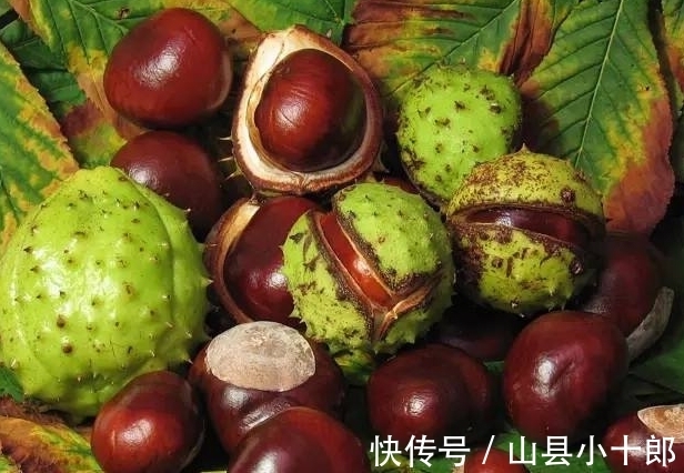 娑罗子|路边捡到的“板栗”不要随便吃