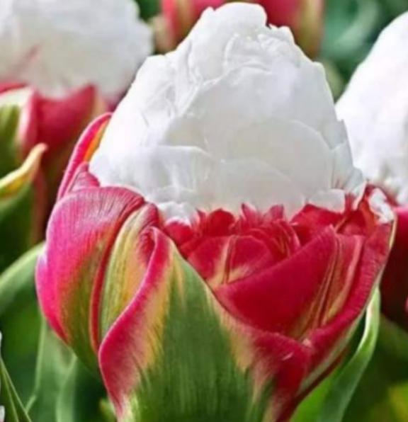 此花是十分稀有花卉，花开清爽怡人，像极了冰淇淋独特靓丽惹人爱