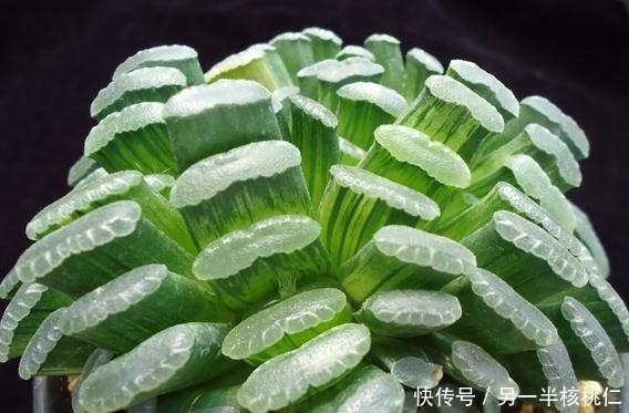 多肉植物也好看，4种多肉美观大气，不输观花植物