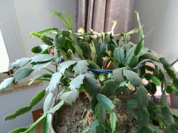 蟹爪兰叶子发蔫那不是缺水，而是根烂了！