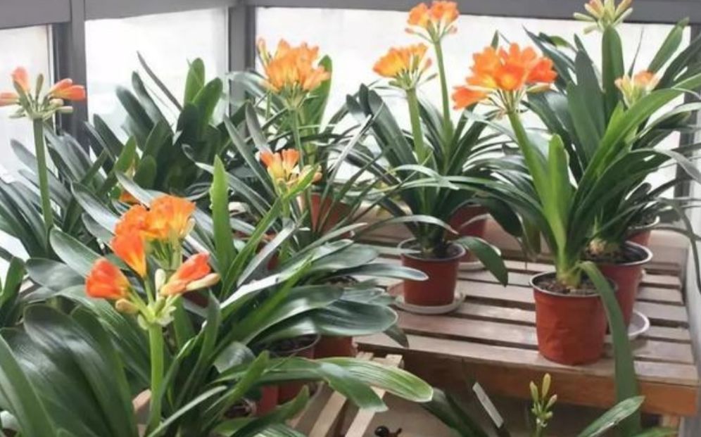 浇水|10月养君子兰,给它补上2种肥,叶子浓绿光亮,更能促进开花