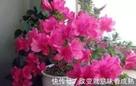 虎皮兰|3种没人要的“玩意”,捡一点养花,肥效好,还防冻!